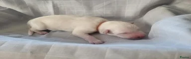 Pup oranje, reutje