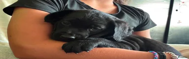 Labradoodle Puppy 3