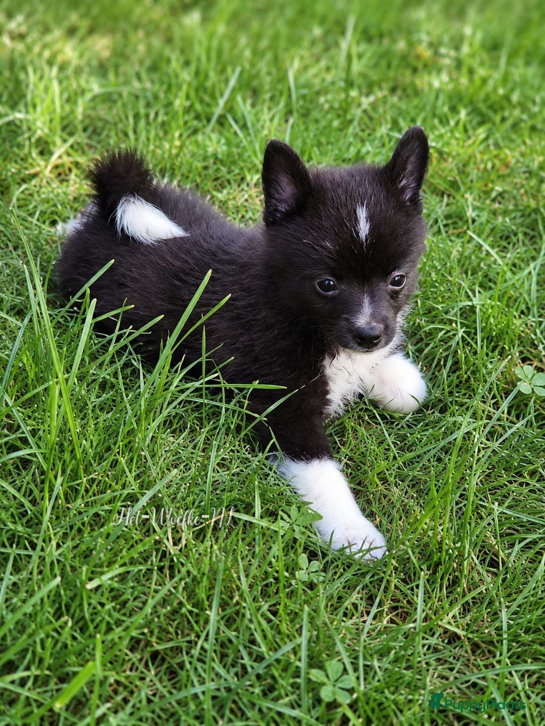 Pomsky honden Futs 💙 F1b pomsky reu - Advertentie 5