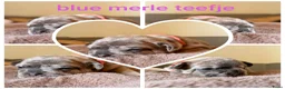 Franse Bulldog honden te koop: Franse bulldog pupjes - Advertentie 27