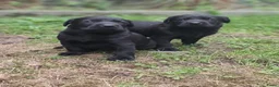 Labrador Retriever honden te koop: Labrador Retriever pups  - Advertentie 6