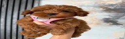 Maltipoo honden te koop: Prachtige maltipoo pups , speels, gezond  - Advertentie 5