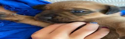 Oostenrijkse Kortharige Pinscher honden te koop: Kortharige Oostenrijkse Pinschers  - Advertentie 2