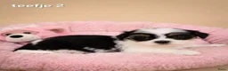 Malshi honden te koop: Kleinblijvende boomer pups.Minimaltezer x shih tzu - Advertentie 4