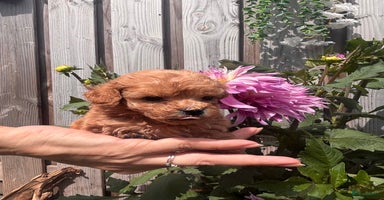Poedel Toy honden - Advertentie 9