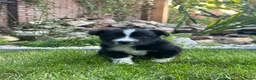 Australian Shepherd honden te koop: Australian Shepherd puppy’s - Advertentie 8