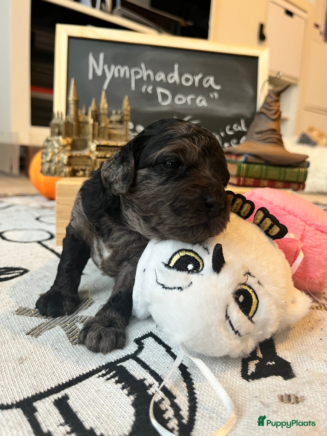 Cockapoo honden te koop: Health-Checked Mini Cockapoo Litter - Advertentie 19