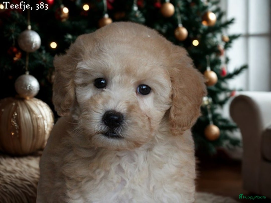 Maltipoo honden te koop: Knappe Maltipoo pups. - Advertentie 6