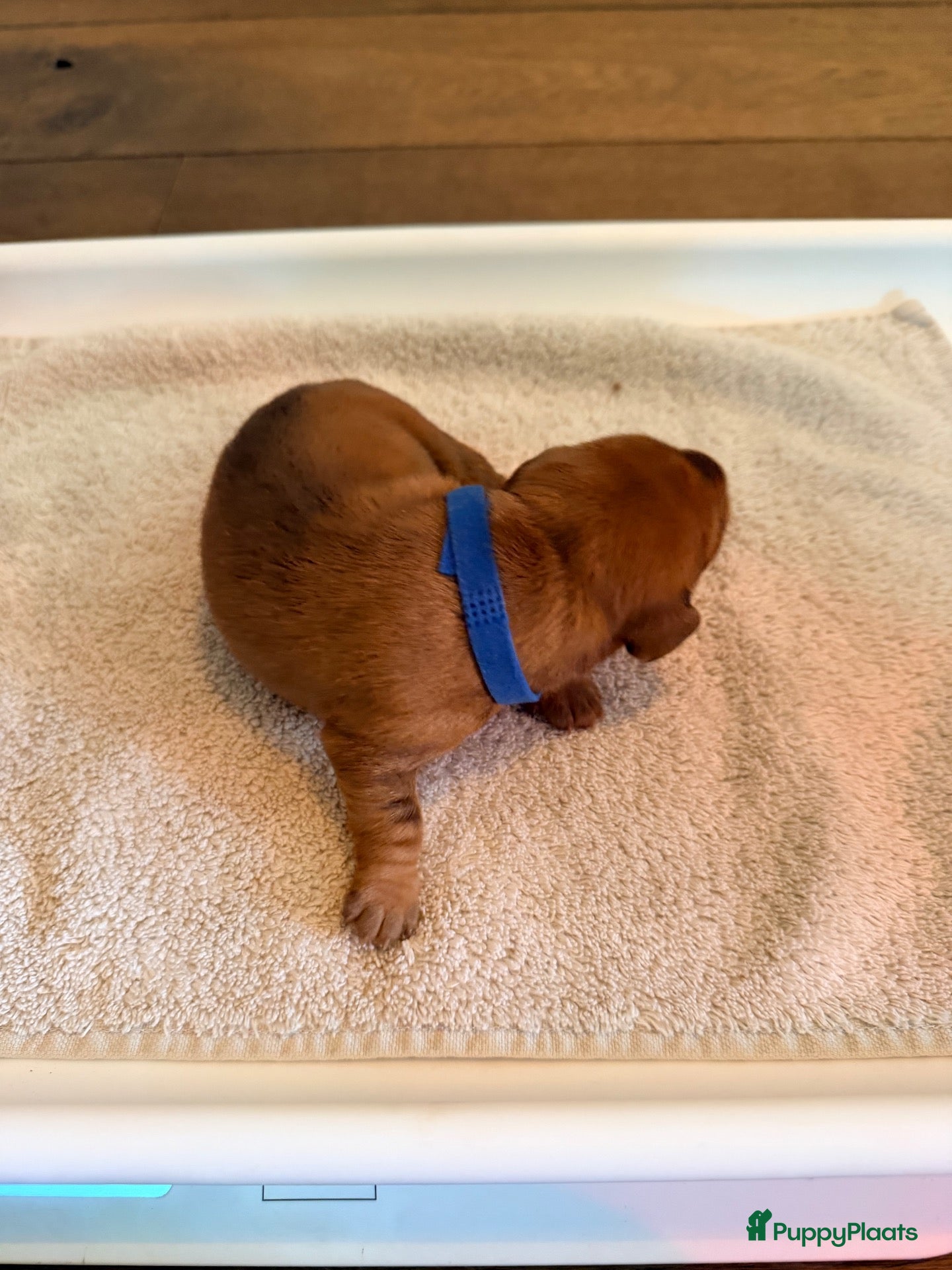 Dwergteckel honden 5 silky wire dwergteckelpups - Advertentie 2