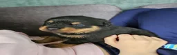 Rottweiler honden te koop: Super lieve sociale puppy's  - Advertentie 10