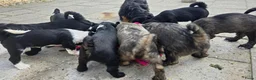 Tibetaanse Terriër honden te koop: Tibetaanse terriër pups met FCI stamboom - Advertentie 12