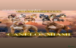 Amerikaanse Bully honden te koop: American Bully XL pups met ABKC stamboom - Afbeelding 10