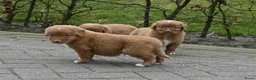 Nova Scotia Duck Tolling Retriever honden te koop: Speelse Nova Scotia Duck Tolling Retriever pups  - Advertentie 8