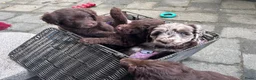 Labradoodle honden te koop: Prachtige medium labradoodle pups - Advertentie 9