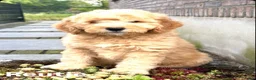 Labradoodle honden te koop: Labradoodle F4 medium pups Mogen het nest verlaten - Advertentie 5
