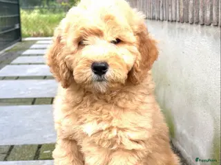 Labradoodle honden Labradoodle F4 medium pups Mogen het nest verlaten - Advertentie 3