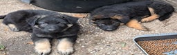 Duitse Herder honden te koop: Langstokharige zw. en zw.br. Duitse Herder puppies - Advertentie 6
