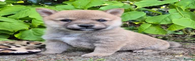 Shiba Puppy 2