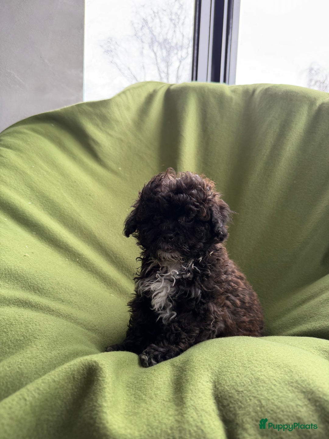 Maltipoo honden te koop: Maltipoo (Maltezer x Toy poedel) pups - Advertentie 30