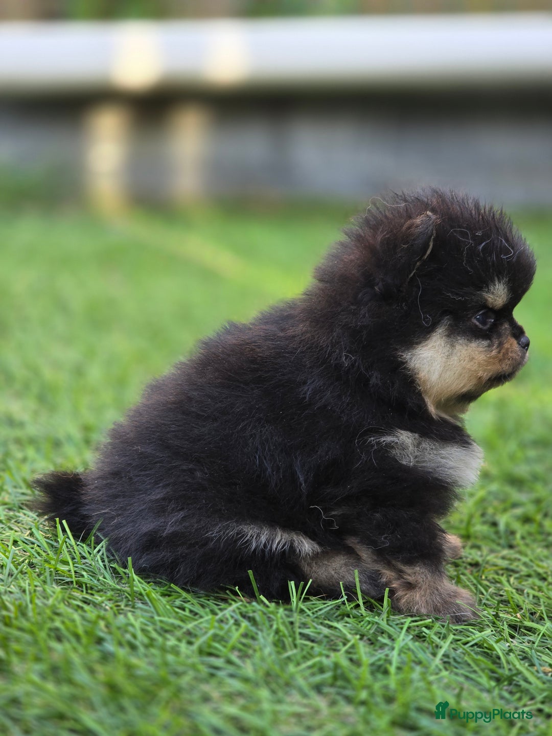 Pomeriaan honden te koop: Te koop prachtige pomeriaan pups in Veenendaal - Afbeelding 2