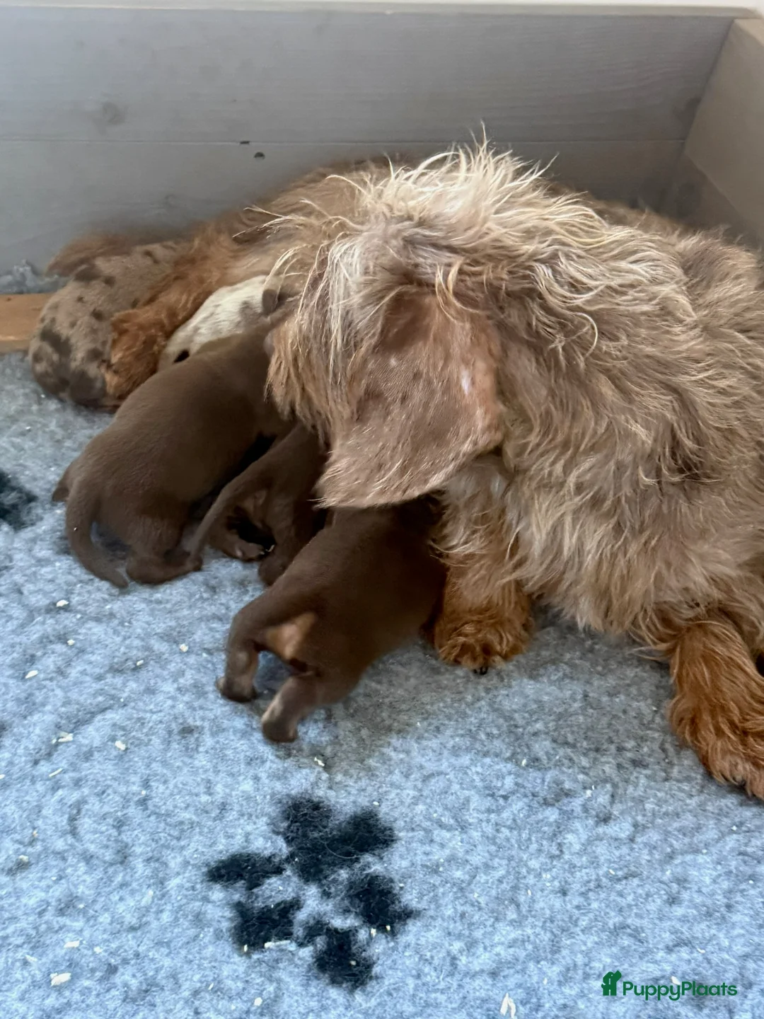 Teckel (korthaar)  honden te koop: Dwergteckel  puppies  - Advertentie 13