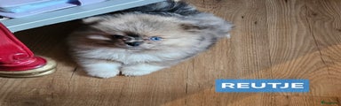 Pomeriaan Puppy 1