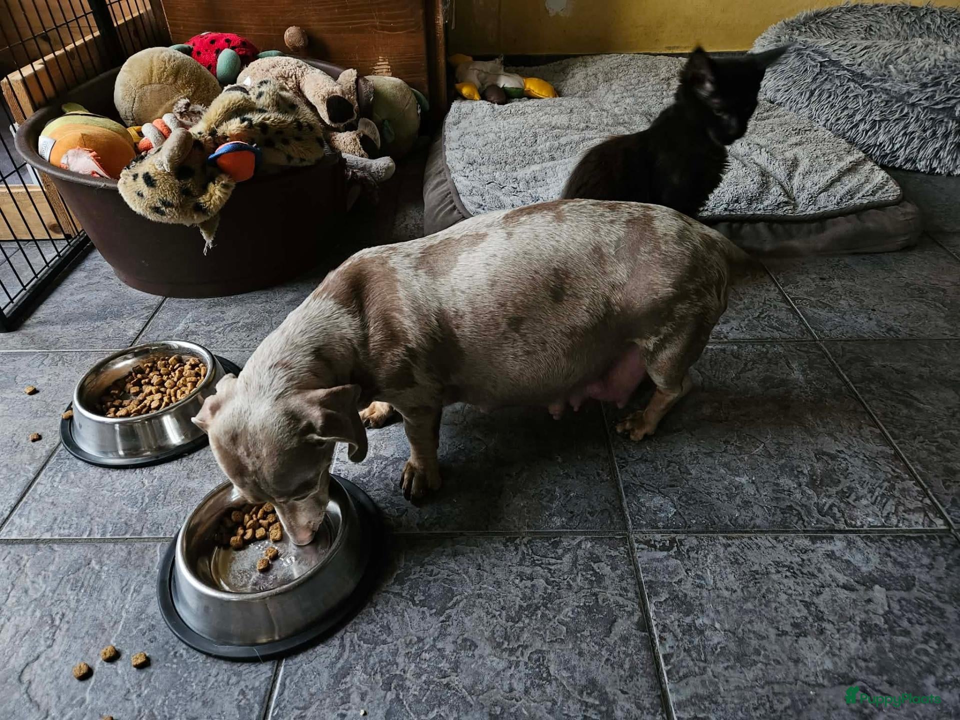 Dwergteckel honden Dwergteckel pups - Advertentie 17