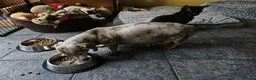 Dwergteckel honden te koop: Dwergteckel pups - Advertentie 1