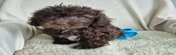 Kruising honden te koop: Prachtige leergierige boompoo's  - Advertentie 28