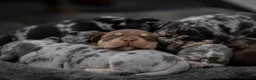 Amerikaanse Bully honden te koop: American Bully pocket pups verwacht  - Advertentie 28