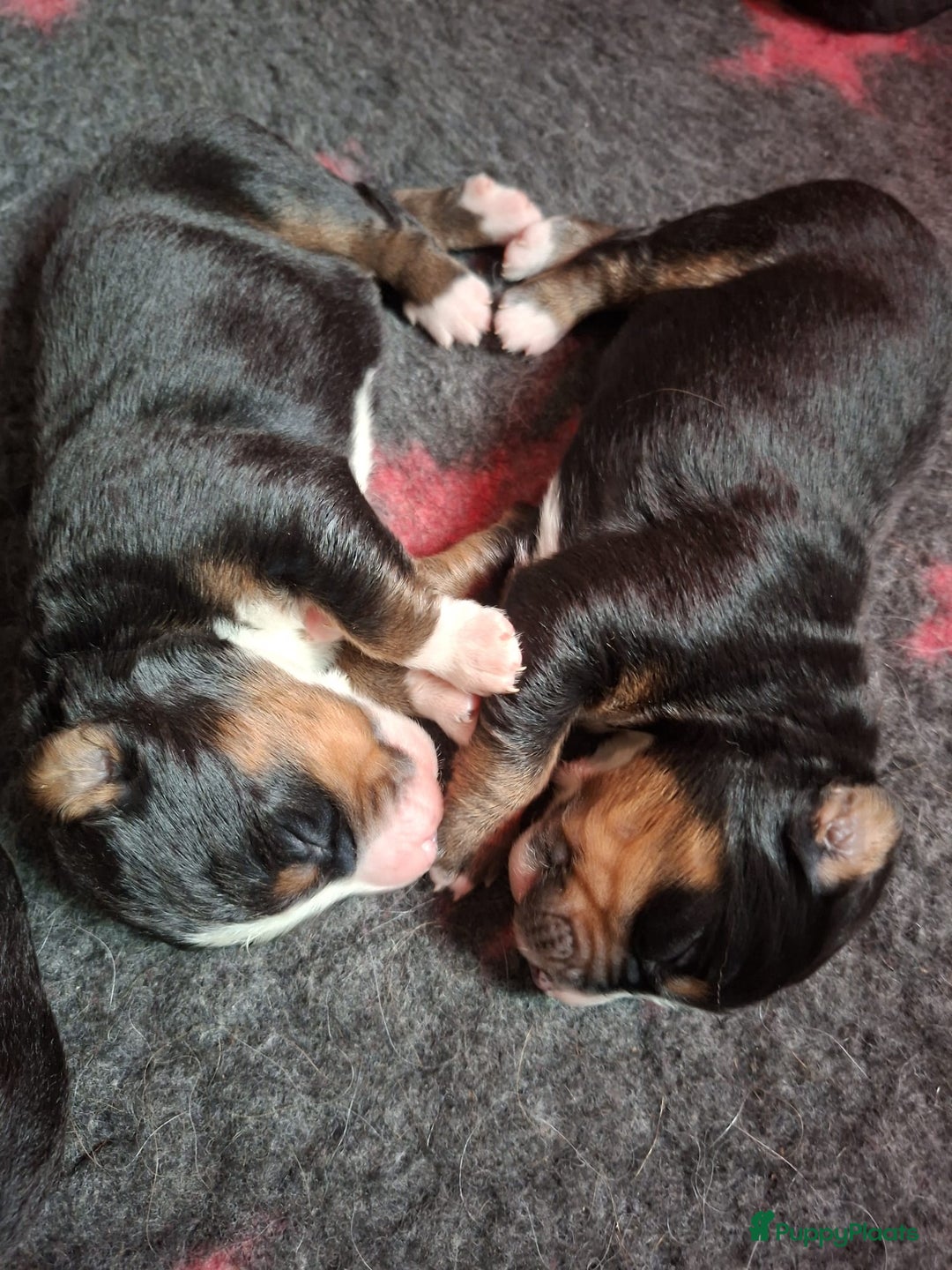 Berner Sennenhond honden te koop: Prachtige Berner Sennen Pups - Advertentie 4