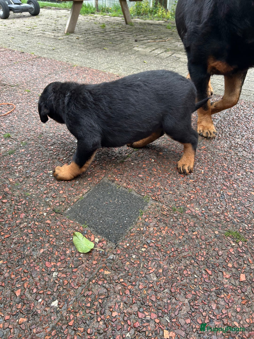 Rottweiler honden te koop: Rottweiler puppy met stamboom in IJsselmuiden - Afbeelding 12