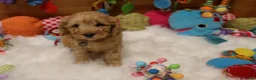 Kruising honden te koop: Prachtig mini Australian labradoodle pupjes - Advertentie 10