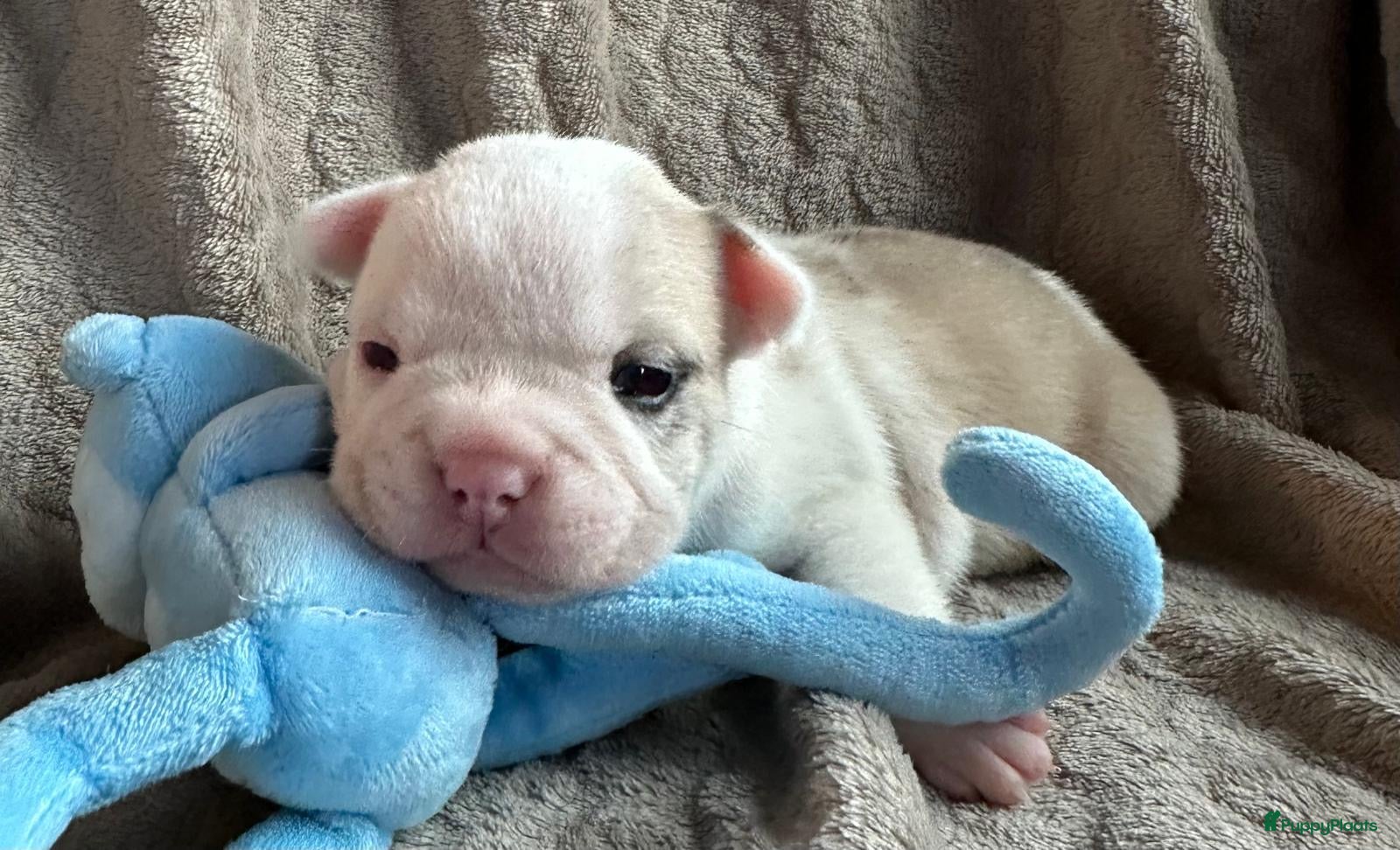Franse Bulldog honden Franse Bulldog pups - Advertentie 3