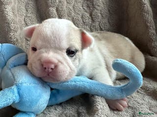 Franse Bulldog honden Franse Bulldog pups - Advertentie 3