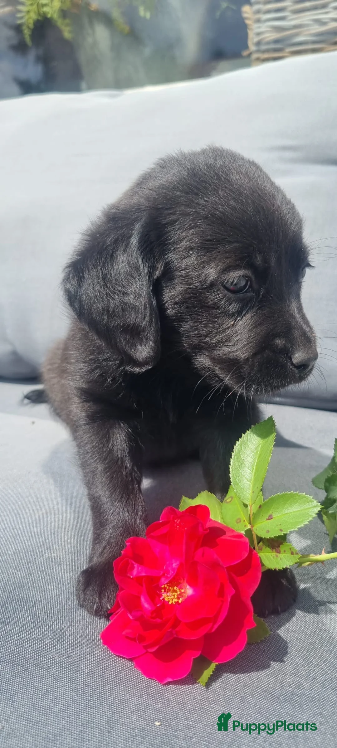 Kruising honden te koop: Lieve puppy’s  - Advertentie 2