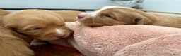Nova Scotia Duck Tolling Retriever honden te koop: reutje Nova scotia duck tolling retriever FCI - Advertentie 4