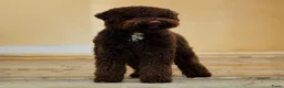 Lagotto Romagnolo honden te koop: Lagotto Romagnolo pups in Berkel en Rodenrijs - Advertentie 14