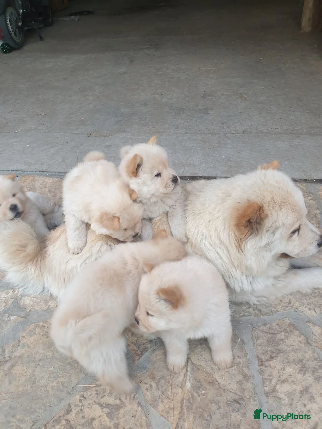 Chow Chow honden te koop:  chow chow teefje  - Advertentie 3