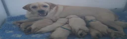 Labrador Retriever honden te koop: Authentieke Gele Labrador Pups Met Stamboom - Advertentie 2