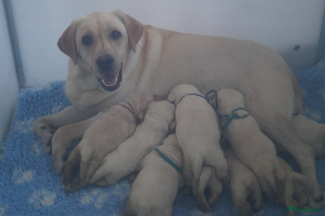 Labrador Retriever honden te koop: Authentieke Gele Labrador Pups Met Stamboom - Advertentie 2