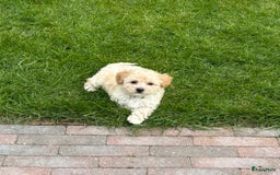 Maltipoo honden te koop: Maltipoo pups in Oirschot - Afbeelding 4