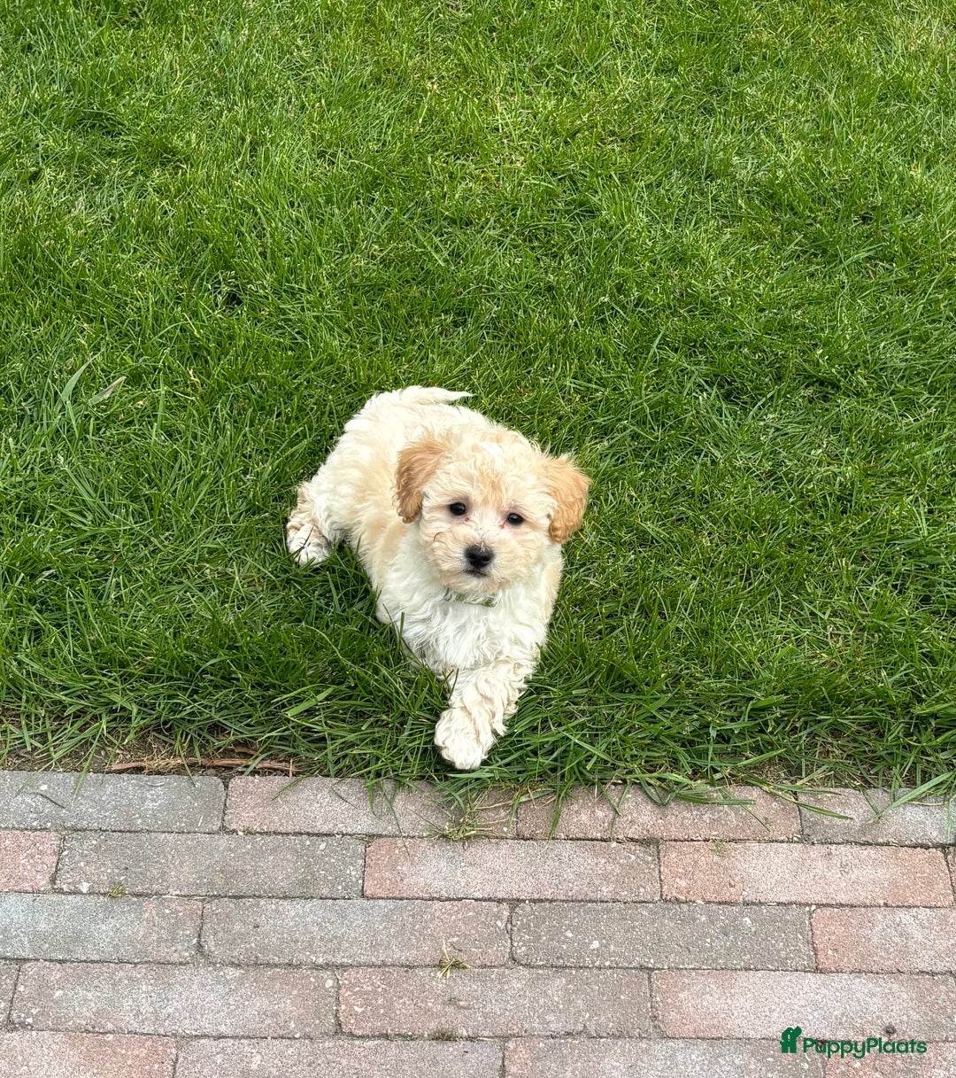 Maltipoo honden te koop: Maltipoo pups in Oirschot - Afbeelding 4
