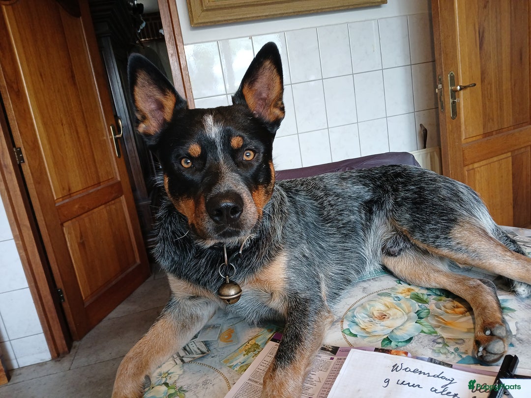 Australian Cattle Dog honden te koop: Australian cattle dog pups  - Afbeelding 6
