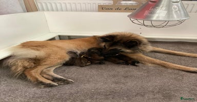 Tervuerense Herder honden - Advertentie 5