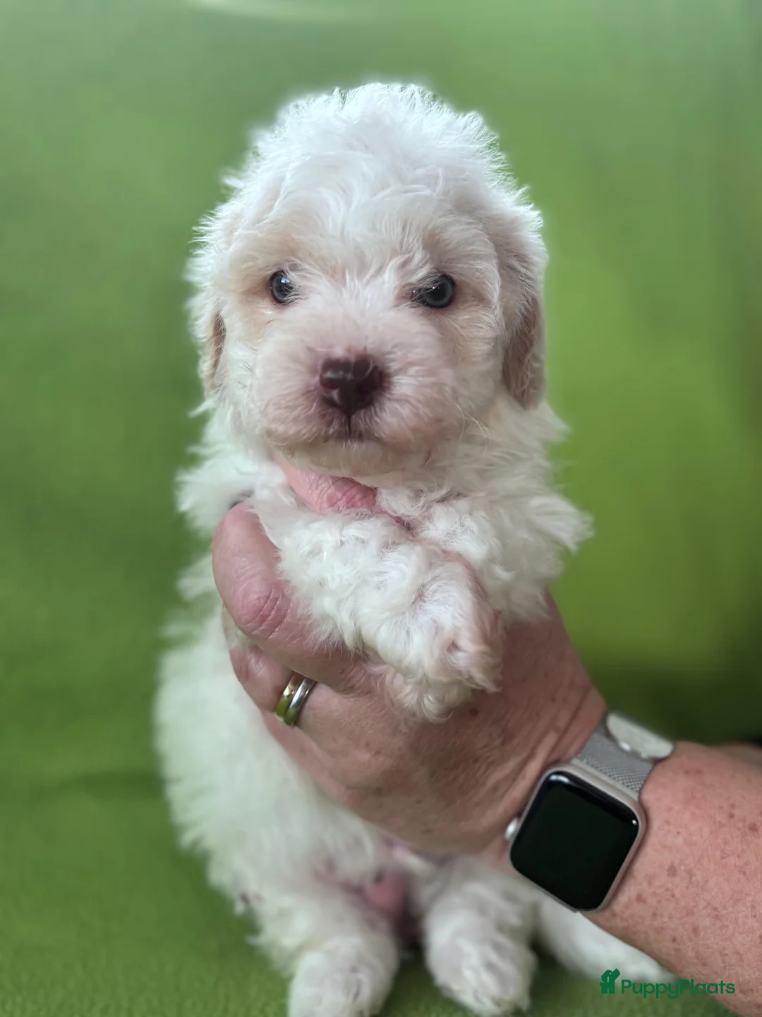 Kruising honden te koop: Maltipoo x Shih Tzu pups - Advertentie 2