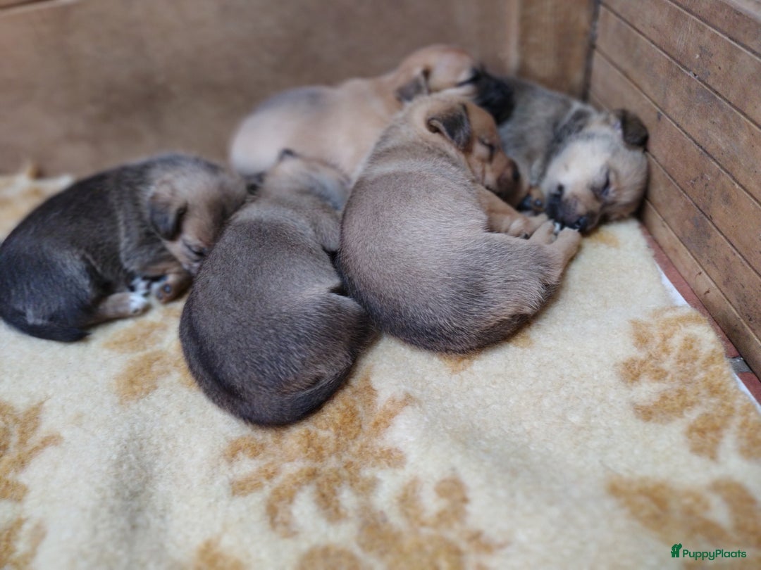 Kruising honden te koop: Jack Russell terriër kruising met pomeriaan reu in Eemnes - Afbeelding 24
