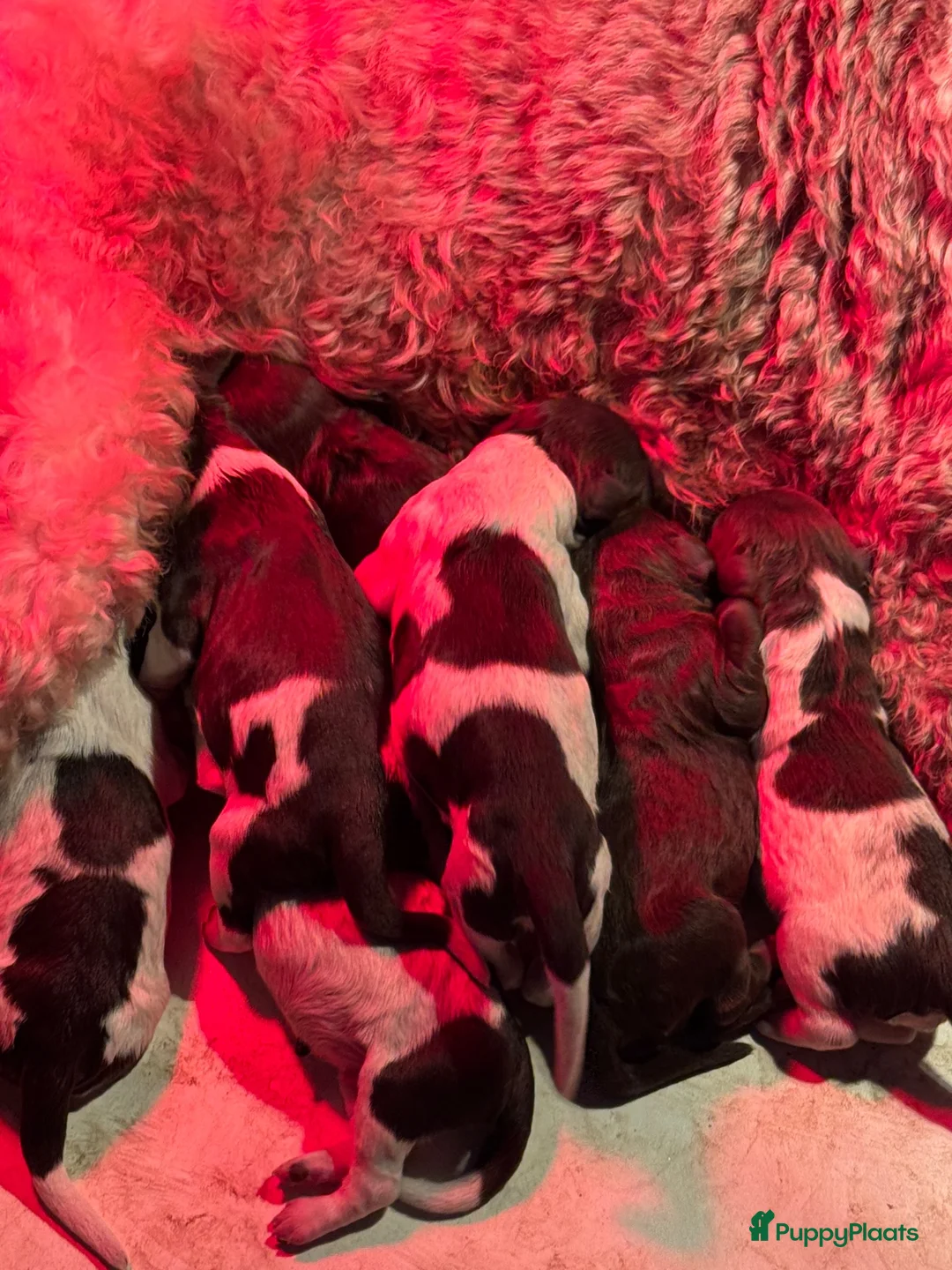 Australian Labradoodle honden te koop: Australian labradoodlepups met afstammingsbewijs! - Advertentie 1