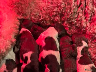 Australian Labradoodle honden Australian labradoodlepups met afstammingsbewijs! - Advertentie 4