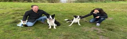 Border Collie honden ter dekking: Border Collie Dekreu in Terneuzen - Advertentie 21